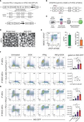 Human stem cell derived beta-like cells engineered to present PD-L1 improve transplant survival in NOD mice carrying human HLA class I